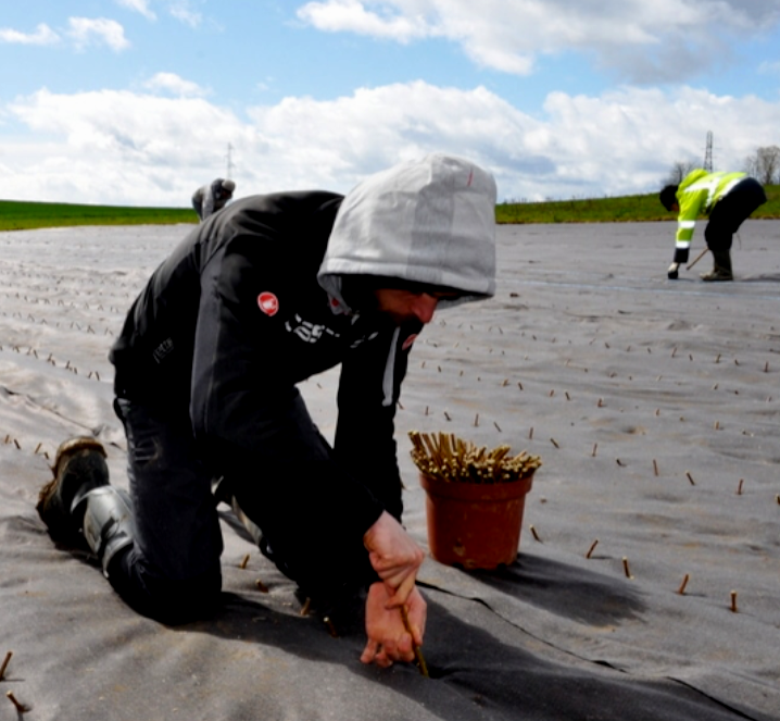 Initiation en Vannerie - Les Liens Naturels - Atelier de Vannerie - Audrey Alvarez - Ladeuze - Belgique